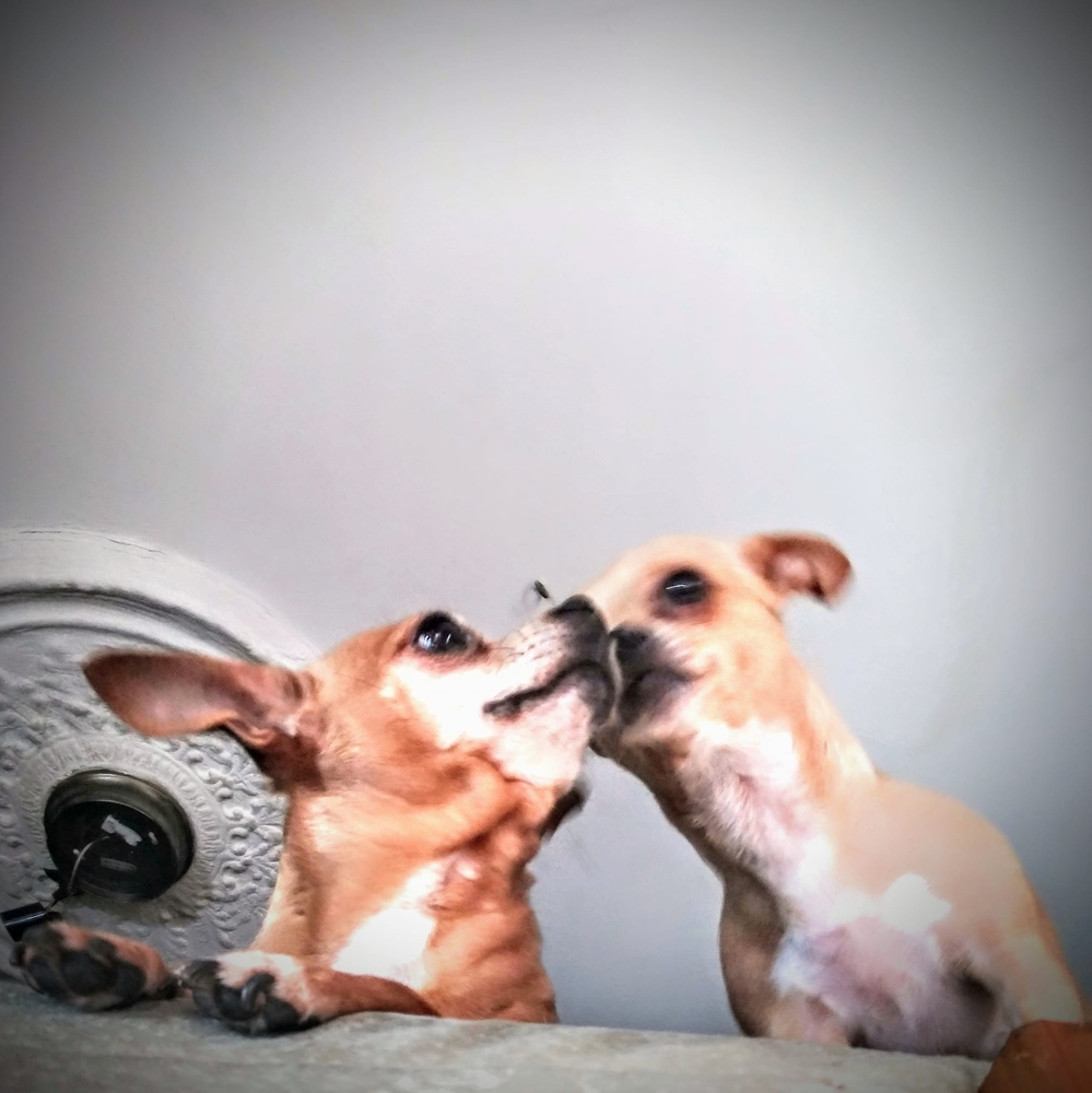 Meet your Posher, Jojo